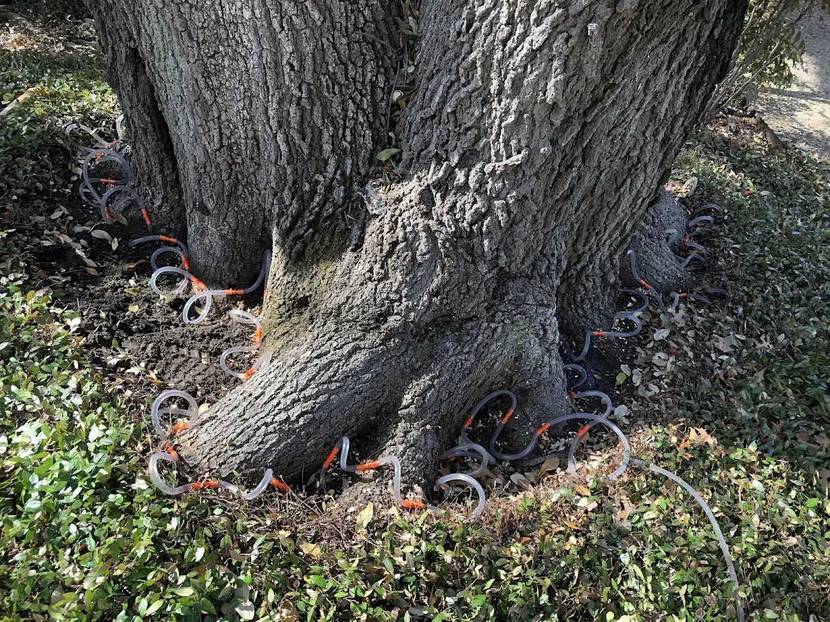Detailed Tree Cabling and Bracing job site in Tontogany