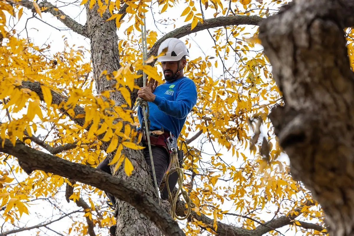 Skilled Tree Planing crew working in Tontogany