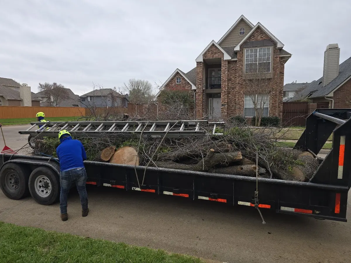 Expert Tree Removal with proper safety equipment in Tontogany